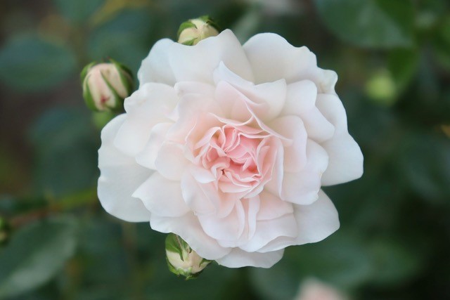 Photo by Madeline Male - Photography Best in Class 34 (one bloom or spray), featuring the Sea Foam rose.