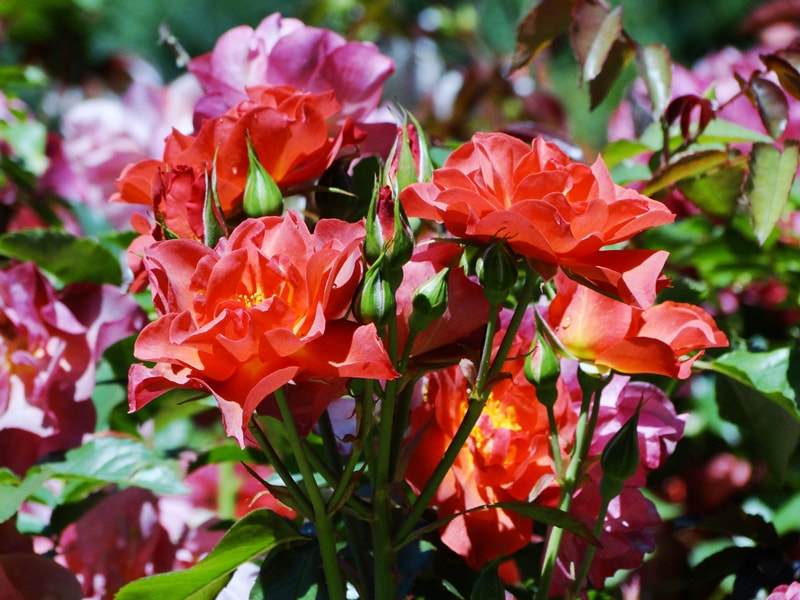 Close up of a cluster of Cinco de Mayo, a Floribunda Rose blooms and buds; the color can be described as a reddish orange.