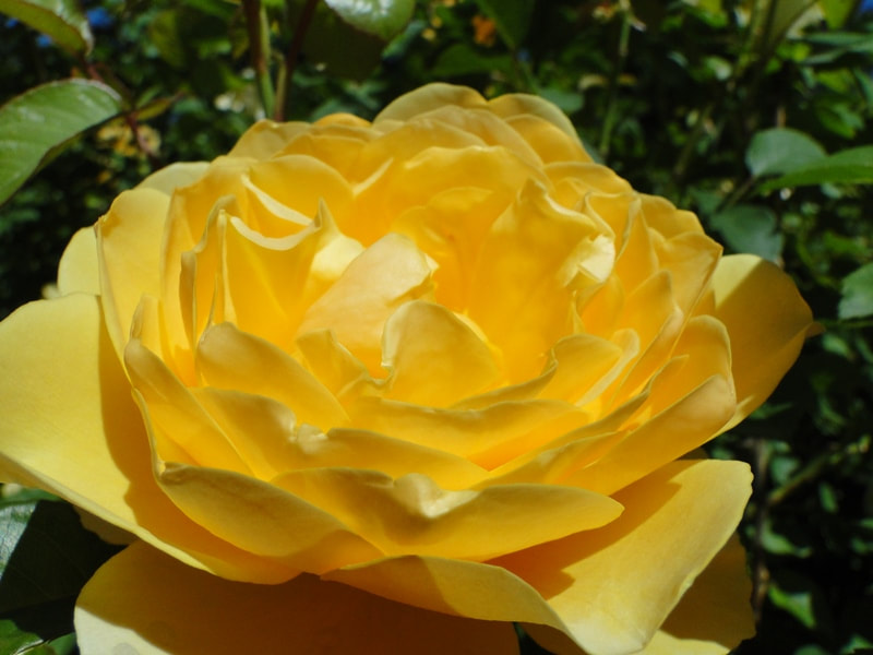 Close-up of a single Graham Thomas, a bright yellow shrub-Austin Rose.