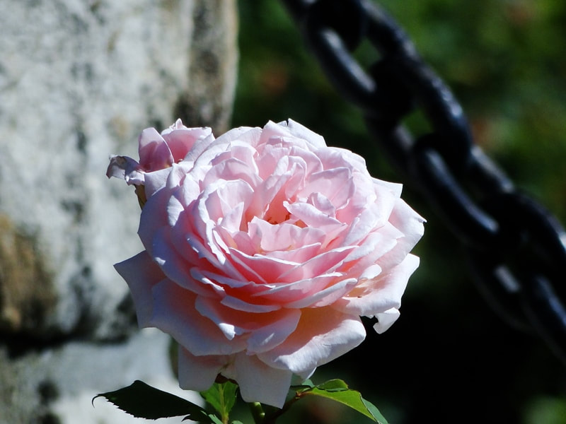This rose is called Quietness. A shrub rose, it has beautiful, light pink clusters of soft petals and a light, fresh fragrance. It is a tall, vigorous bush that blooms continuously all summer. Closeup photos showing a single bloom.