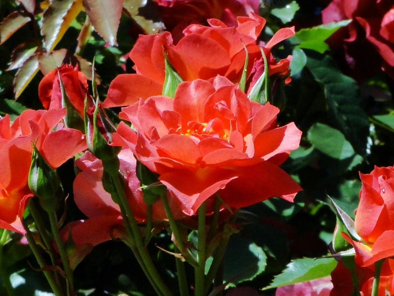 Close up of Cinco de Mayo, a Floribunda Rose; the color can be described as a reddish orange.