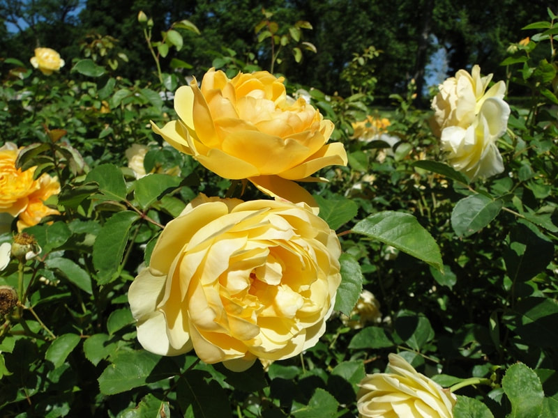 Two, very bright yellow Graham Thomas,  shrub-Austin Roses surrounded by dark green leaves. 