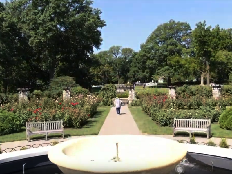 Closeup, Arial Drone shot, rising above the fountain and roses in the Loose Park, Rose Garden in  Kansas City.