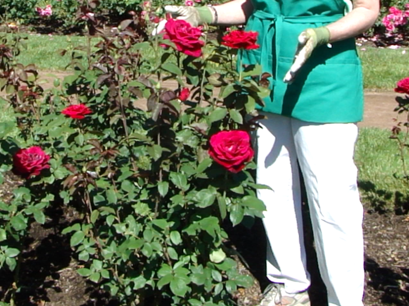 From a distance showing height - Mr. Lincoln, Hybrid Tea Rose is an all upright plant with a single, large rose on top of a long straight stem with a Red bloom fading towards purple as it ages. A vigorous grower with a long bloom season (early summer to mid-fall) to adverse weather conditions, including heat. It makes a good cut flower and is highly fragrant. It’s petals can be used to make rose water for perfume & food flavoring.