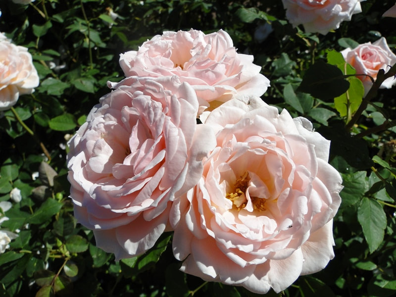 This rose is called Quietness. A shrub rose, it has beautiful, light pink clusters of soft petals and a light, fresh fragrance. It is a tall, vigorous bush that blooms continuously all summer. Closeup photo shows a cluster of 3 roses.