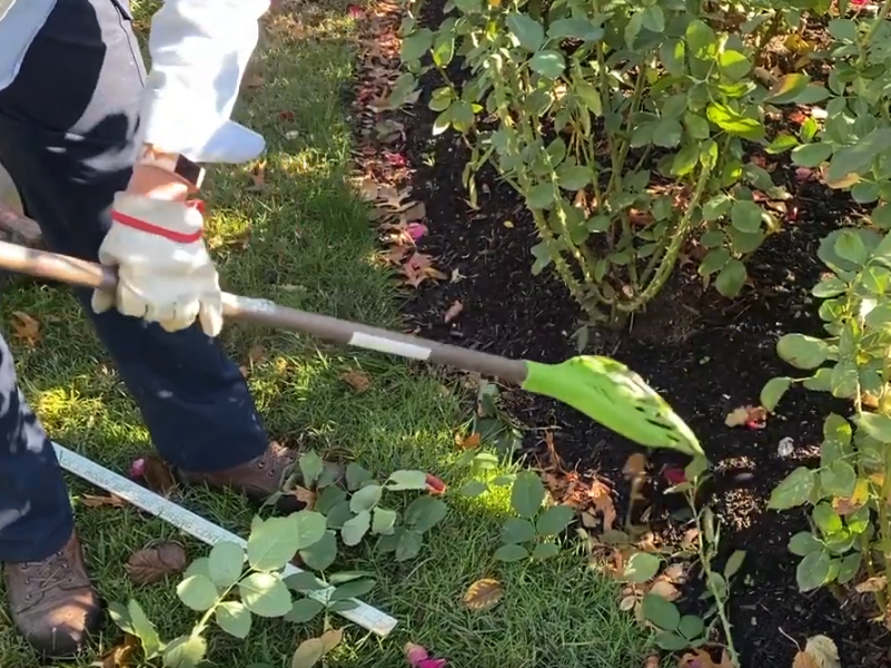 Judy Penner, Rosarian
& Loose Park Director, KCMO - demonstrates how to effectively rake around roses when preparing them for winter.