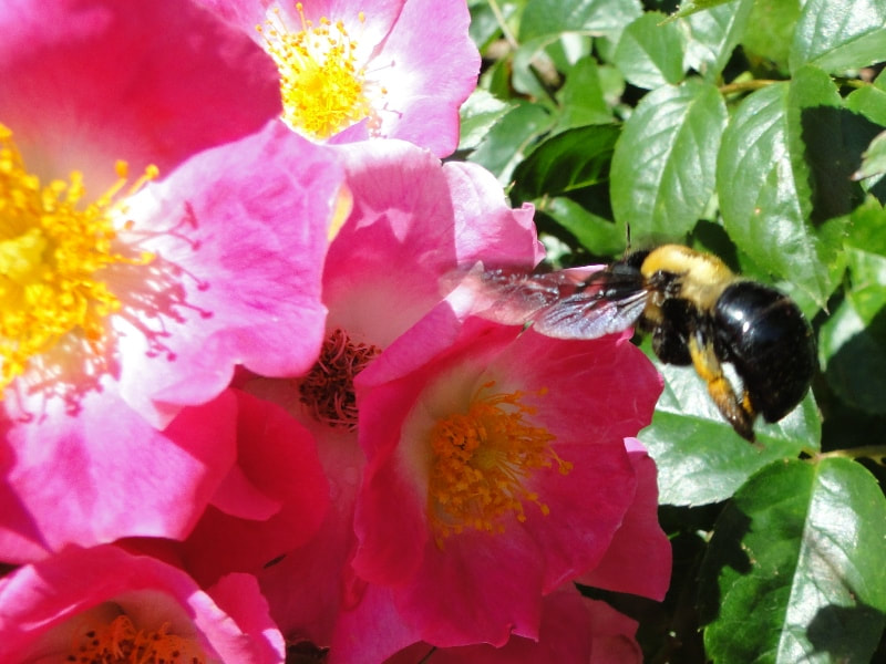 Roses in the Pollinator Garden - featuring the American Pillar rose.