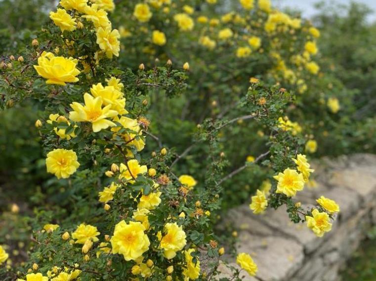 Harison's Yellow  Rose - Also known as the Oregon Trail Rose or the Yellow Rose of Texas.