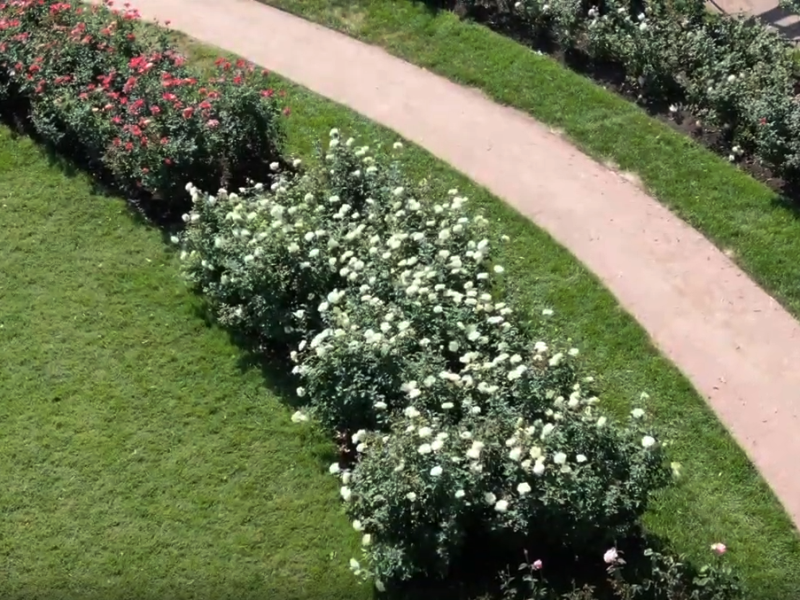 Arial Drone view flying above the roses in the Loose Park, Rose Garden in  Kansas City.