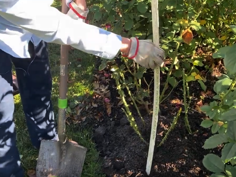 Judy Penner, Rosarian
& Loose Park Director, KCMO - demonstrates the proper depth for mulching around roses prior to winter.