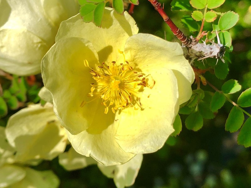 Rosa hugonis is one of the earliest blooming of nearly of all the roses. It is a soft shade of yellow, subtly perfumed it produces single flowers that cluster together covering a large portion of the plant.