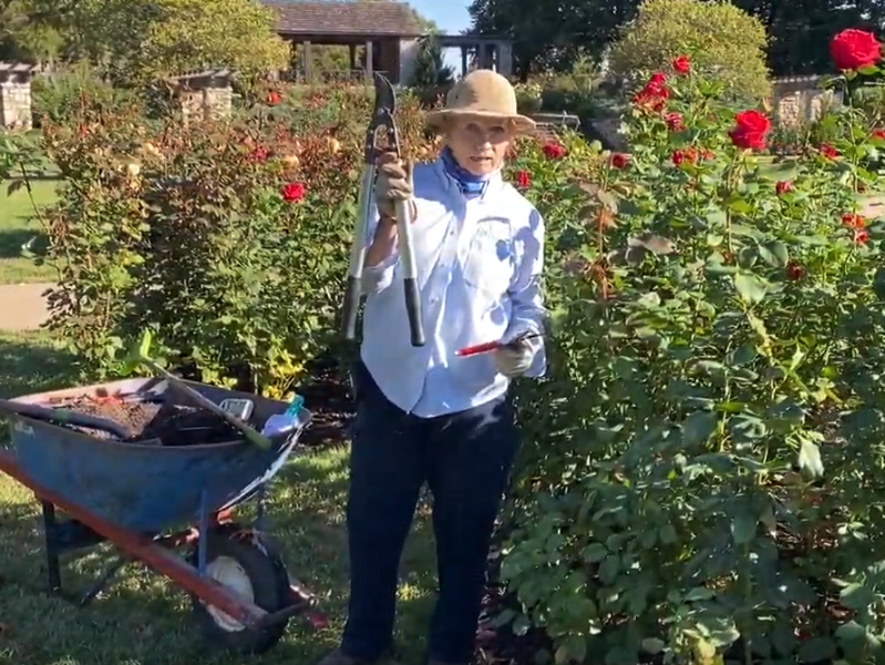 Judy Penner, Rosarian
& Loose Park Director, KCMO - shows the proper tools to use when winterizing roses.