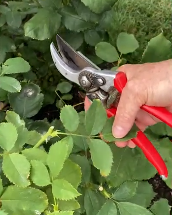 In the videos, Judy discusses and demonstrates how to address the deadheading needs of specific roses.