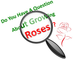 Image - Do you have a question about growing roses?