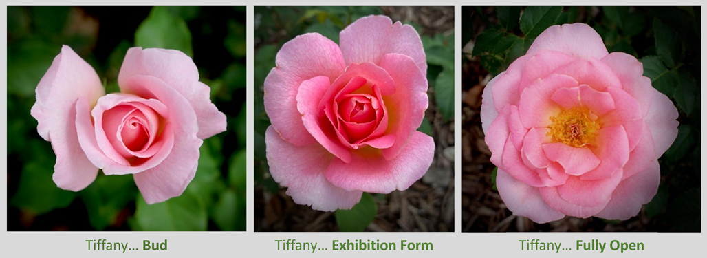Jennifer Jensen, Best of Cycle of Bloom, featuring the Tiffany rose.
