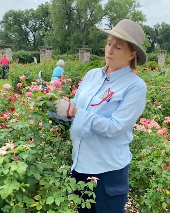 Judy Penner, Rosarian, Kansas City Missouri, demonstrates how to properly deadhead a variety of roses in these short videos provided on her YouTube Channel.