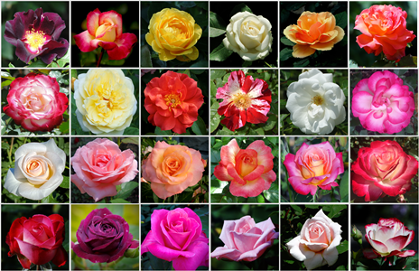 Collage of 24 different rose found in the Laura Conyers Smith Municipal Rose Garden. 