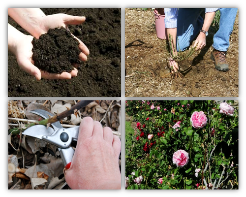 Four photo collage showing rose garden care.
