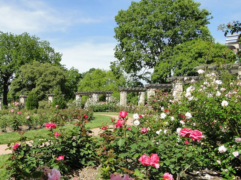 Laura Conyers Smith Municipal Rose Garden in Loose Park, Kansas City, Missouri,  June2020. Photo by Greg German