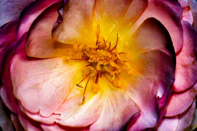 Photo by LeAnne Beaumont, digitally manipulated -  featuring Heritage rose.