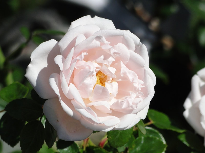 Close up photo of New Dawn, a white Climbing Rose.