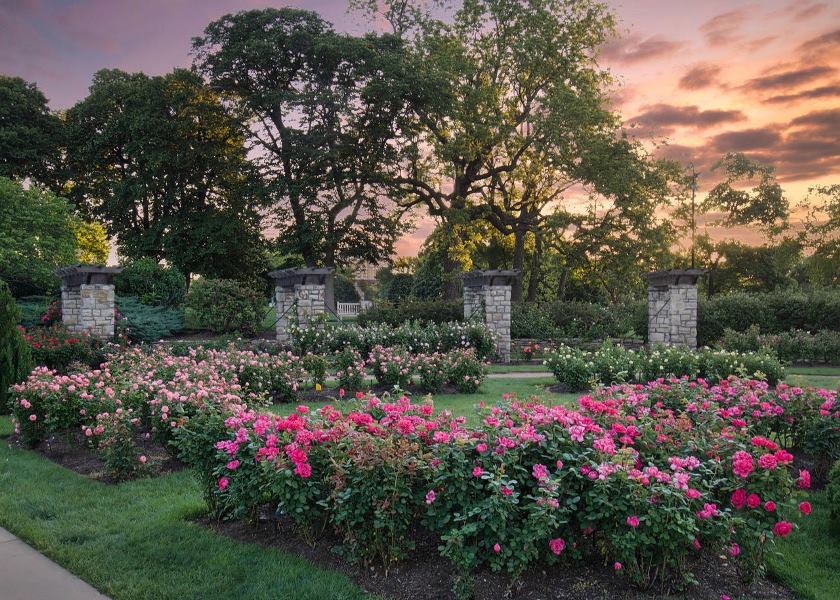 Photo by Michael Wathen, Best Rose Garden Photo.