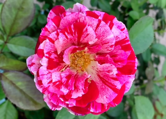 1st Place Open Bloom Novice Class Scentimental, a floribunda rose