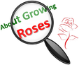 Learn About Roses logo - Click Here to Learn More About Growing Roses.