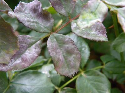 Rose Diseases: How to Identify and Treat Them