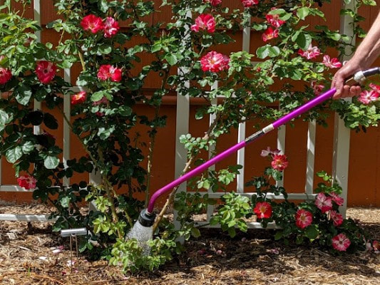 Water your roses gently with a water wand.Picture