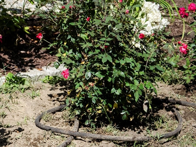 Water your roses gently with a drip system.